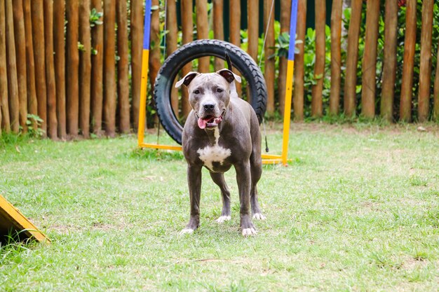 Pit bull dog playing in the park. green grass, dirt floor and wooden stakes all around. selective focus