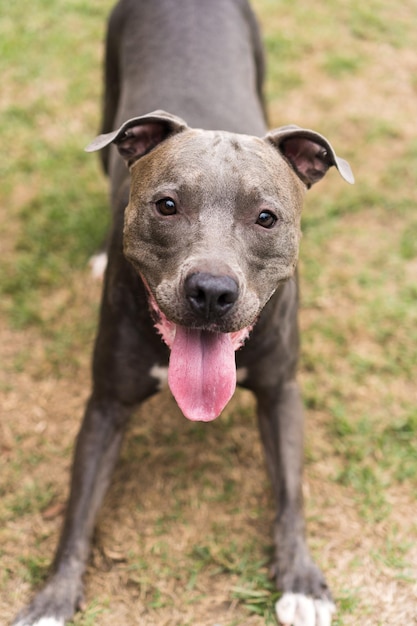 Pit bull dog playing in the park. Green grass, dirt floor and wooden stakes all around. Selective focus.