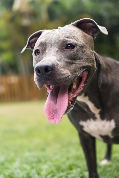 Pit bull dog playing in the park. Green grass, dirt floor and wooden stakes all around. Selective focus.