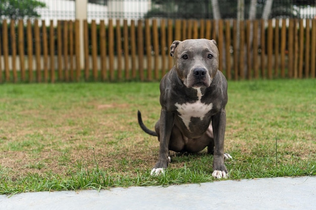 Pit bull dog playing in the park Green grass and wooden stakes all around Selective focus