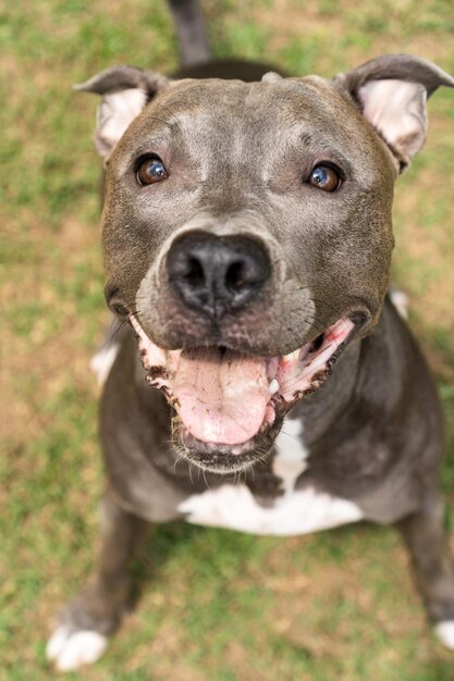 Pit bull dog playing in the park Green grass and wooden stakes all around Selective focus