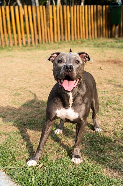 Pit bull dog playing in the park Green grass and wooden stakes all around Selective focus