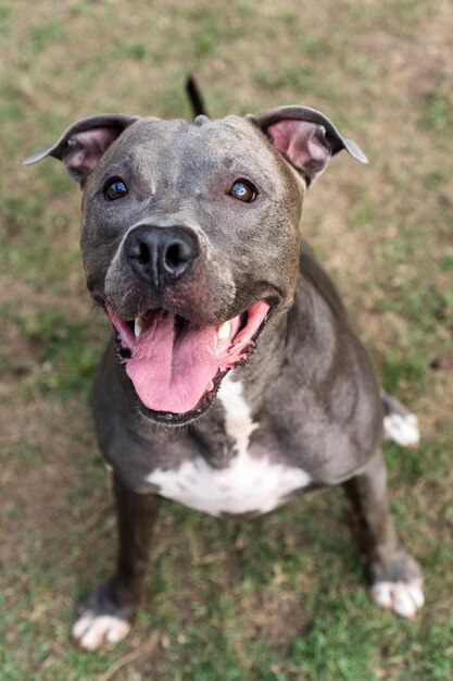 Cane pitbull che gioca nel parco erba verde e pali di legno tutt'intorno messa a fuoco selettiva