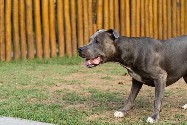 Собака питбуля играет в парке Зеленая трава и деревянные колья вокруг Сансет Синий нос питбуля Выборочный фокус
