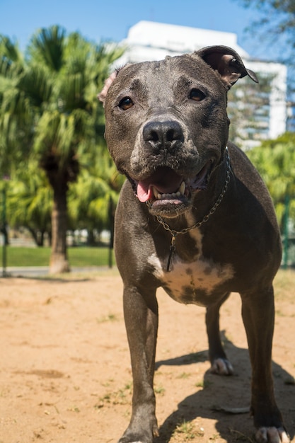 Pit bull dog playing in the park. The pitbull takes advantage of the sunny day to have fun.