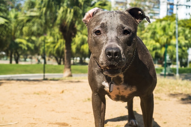 Pit bull dog playing in the park. The pitbull takes advantage of the sunny day to have fun.