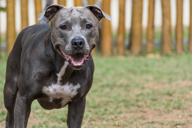 Pit bull dog playing in the park. Selective focus.