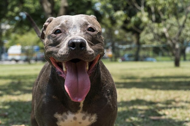 Pit bull dog playing in the park on a sunny day. Selective focus.