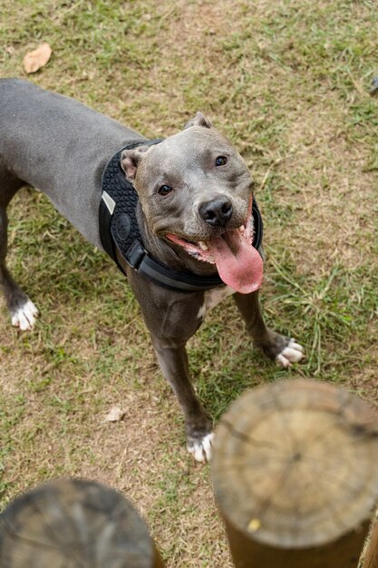 Photo pit bull dog playing in the park at sunset. park with green grass and wooden fence.