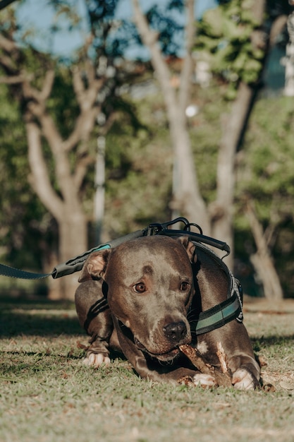 Cane pitbull che gioca nel parco al tramonto pitbull in una giornata di sole e in aperta campagna con la natura