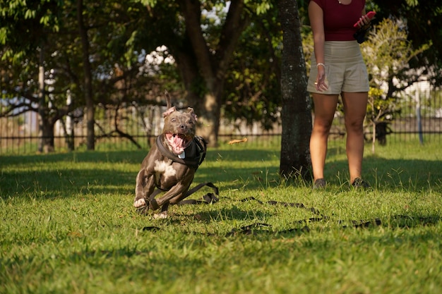 pit bull dog playing in the park at sunset sunny day and open countryside with lots of nature