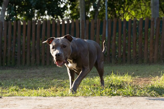 日没時に公園で遊んでいるピットブル犬。