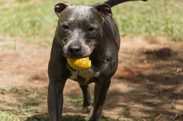 Pit bull dog playing with the ball in the garden of the house. sunny day.