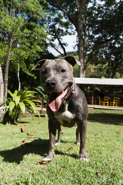 Pit bull dog playing with the ball in the garden of the house. Sunny day.