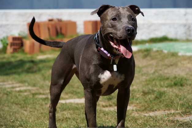 Pit bull dog playing with the ball in the garden of the house. 
