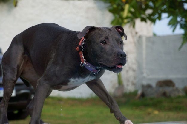 Pit bull dog playing with the ball in the garden of the house