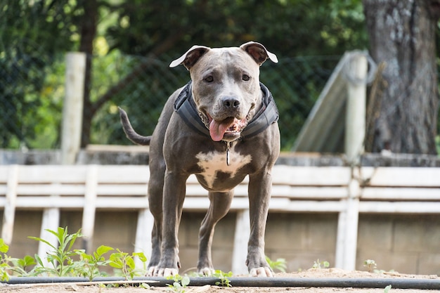 Pit Bull dog running and playing on the land of a house under construction. Selective focus.