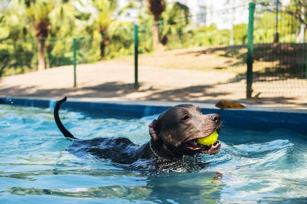 Pit bull dog swimming in the pool in the park. Sunny day in Rio de Janeiro.