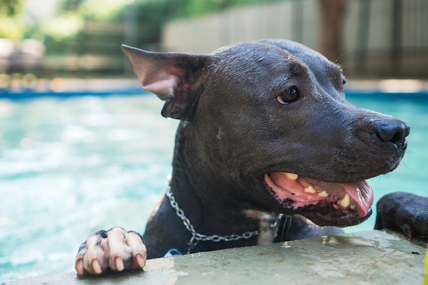 Pit bull dog swimming in the pool in the park. Sunny day in Rio de Janeiro.