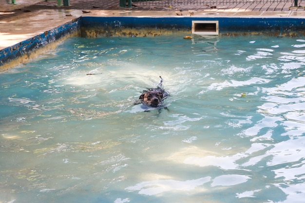 Pit bull dog swimming in the pool in the park. Sunny day in Rio de Janeiro.