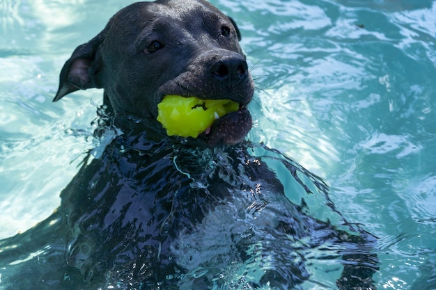 Pit bull dog swimming in the pool in the park. Sunny day in Rio de Janeiro.