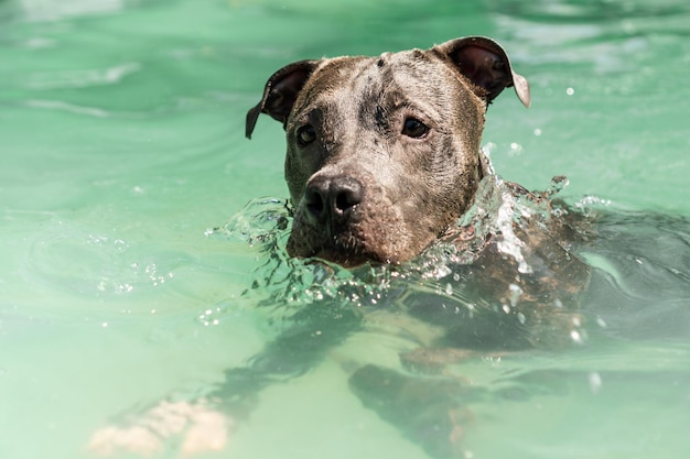 Pit bull dog swimming in the pool in the park Sunny day