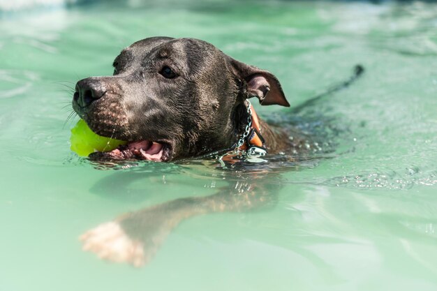 Pit bull dog swimming in the pool in the park sunny day