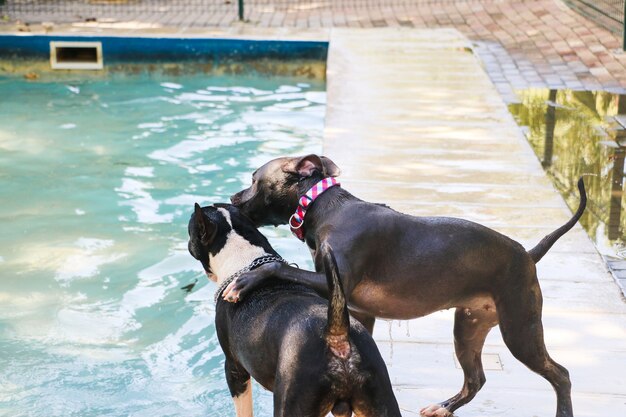 Pit bull dog swimming in the pool and playing with a bull\
terrier dog around. sunny day in rio de janeiro.