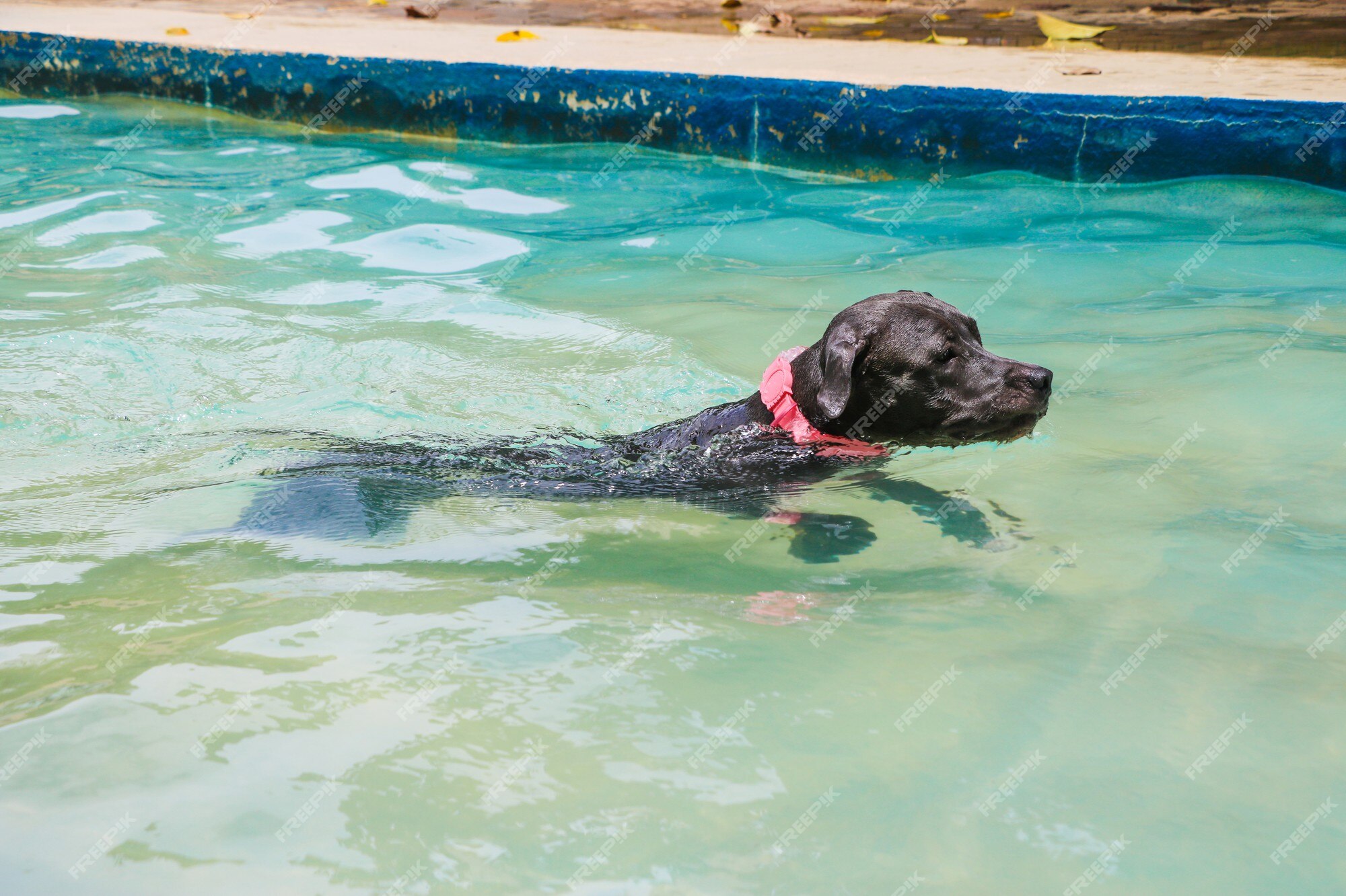 are dogs allowed in swimming pools