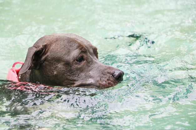 Pit bull dog swimming in pool on sunny day.