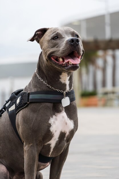 Pit bull dog walking in Barra da Tijuca park, Rio de Janeiro. Cement floor, some gymnasiums and trees around. Cloudy day. Selective focus.