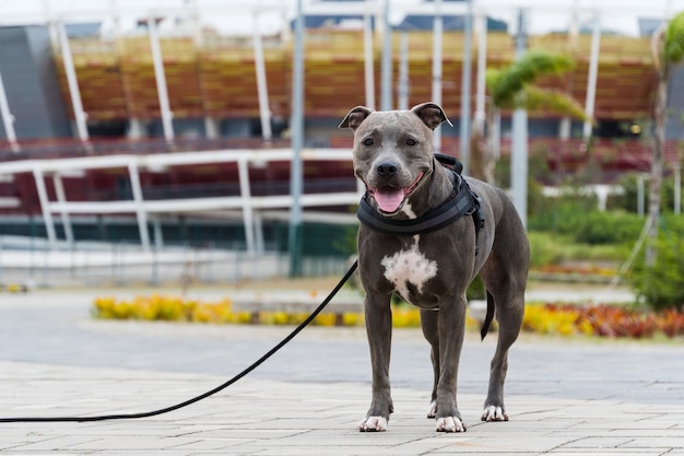 Pit bull dog walking in Barra da Tijuca park, Rio de Janeiro. Cement floor, some gymnasiums and trees around. Cloudy day. Selective focus.