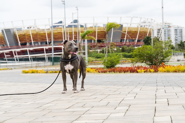 pit bull dog walking in barra da tijuca park, rio de janeiro. cement floor, some gymnasiums and trees around. cloudy day. selective focus.