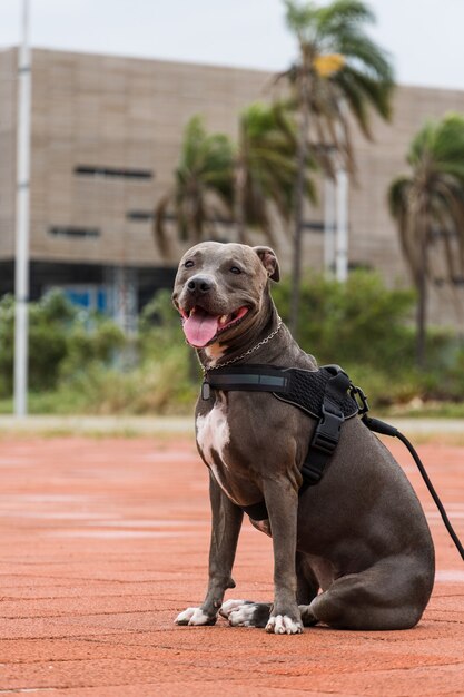 リオデジャネイロのバラダチジュカ公園を歩くピットブル犬。オレンジ色のセメントの床、いくつかの体育館と周りの木々。曇りの日。セレクティブフォーカス。