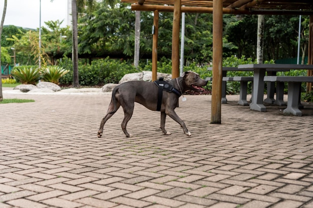 Pit bull dog walking and playing in the park Green grass and wooden stakes around Cloudy day Blue nose pit bull Selective focus