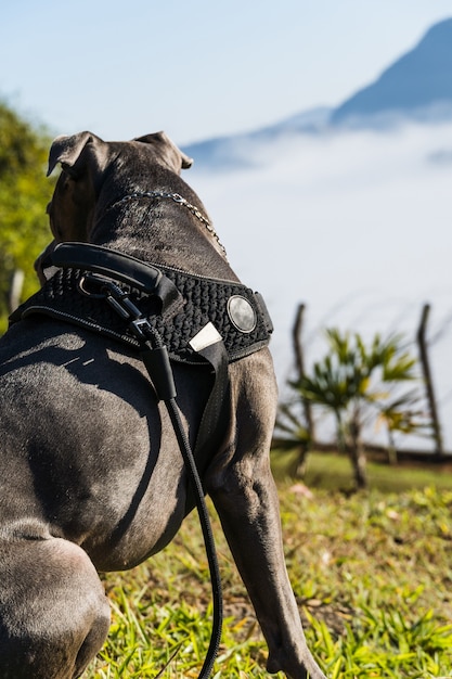 Cane pitbull che guarda le nuvole e la nebbia sulla montagna all'alba. naso blu di pitbull in una giornata di sole con erba verde e splendida vista sullo sfondo. messa a fuoco selettiva.