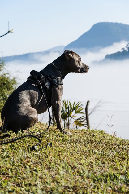 Pit bull dog watching the clouds and fog on the mountain at sunrise. Blue Pitbull nose in sunny day with green grass and beautiful view in the background. Selective focus.