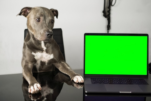 椅子とテーブルの上に座っているかわいい顔のピットブル犬は、いくつかの画面を挿入するためのクロマキーとして緑色の画面が付いたノートブックです。