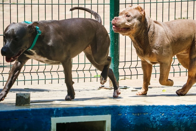 Pit bull dogs playing in the pool on sunny day.