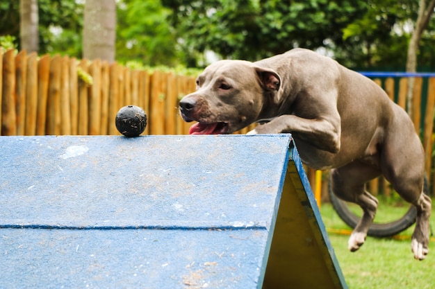 Pit Bull-hond die in het park speelt en op de helling klimt. Selectieve aandacht.