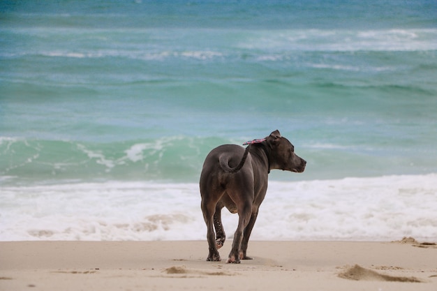 Pit Bull-hond die op het strand speelt, geniet van de zee en het zand. Zonnige dag. Selectieve aandacht.