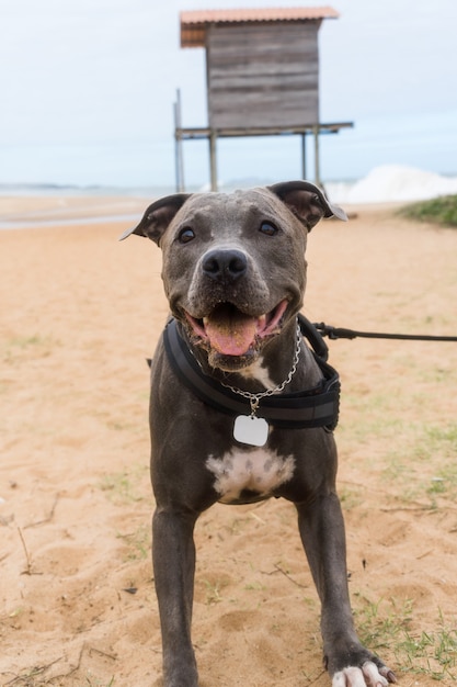 Pit bull-hond die op het strand speelt, geniet van de zee en het zand. zonnige dag. selectieve aandacht.