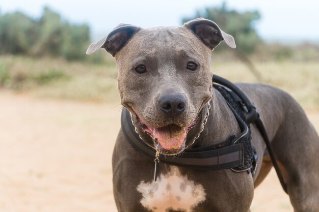 Pit bull-hond die op het strand speelt, geniet van de zee en het zand. zonnige dag. selectieve aandacht.