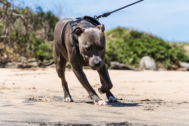 Pit Bull-hond die op het strand speelt, geniet van de zee en het zand. Zonnige dag. Selectieve aandacht.