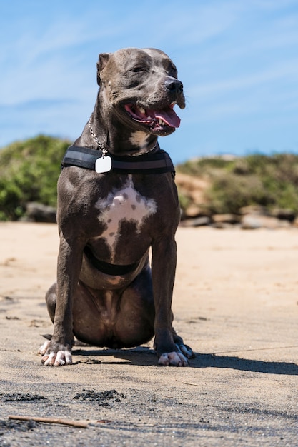 Pit Bull-hond die op het strand speelt, geniet van de zee en het zand. Zonnige dag. Selectieve aandacht.