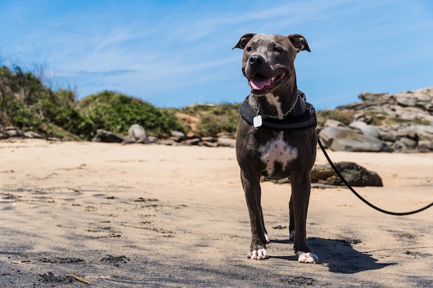 Pit Bull-hond die op het strand speelt, geniet van de zee en het zand. Zonnige dag. Selectieve aandacht.