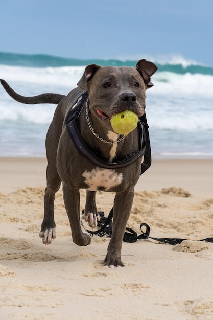 Pit Bull-hond die op het strand speelt Plezier maken met de bal en een gat in het zand graven Gedeeltelijk bewolkte dag Selectieve focus