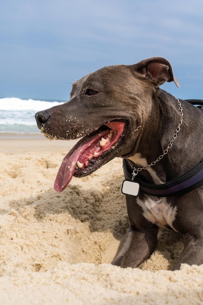 Pit Bull-hond die op het strand speelt Plezier maken met de bal en een gat in het zand graven Gedeeltelijk bewolkte dag Selectieve focus