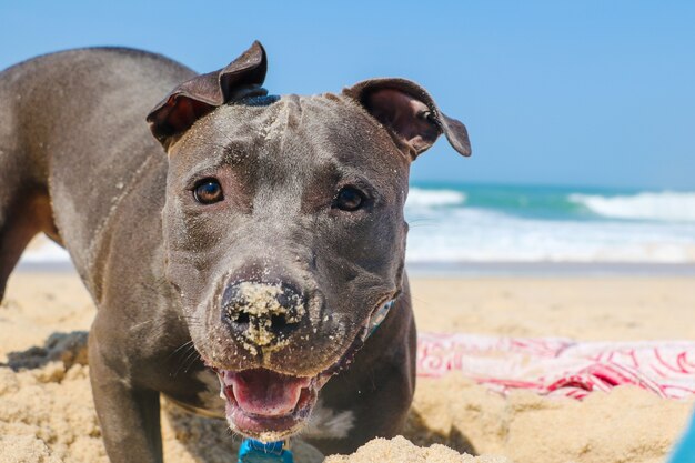 Pit bull-hond op het strand. zonnige dag. selectieve aandacht.