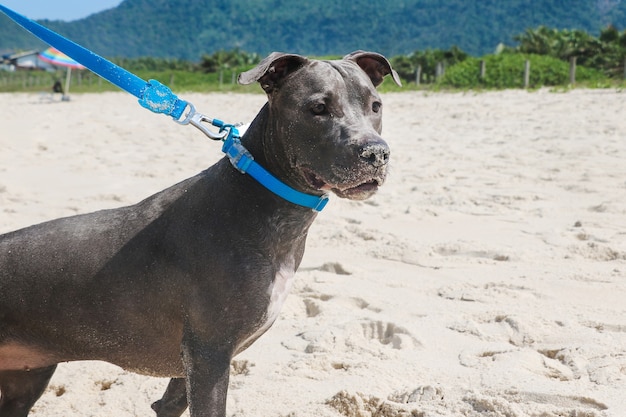 Pit Bull-hond op het strand. Zonnige dag. Selectieve aandacht.